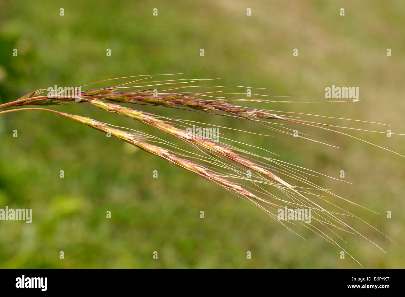 Goatgrass (Aegilops speltoides), ears Stock Photo