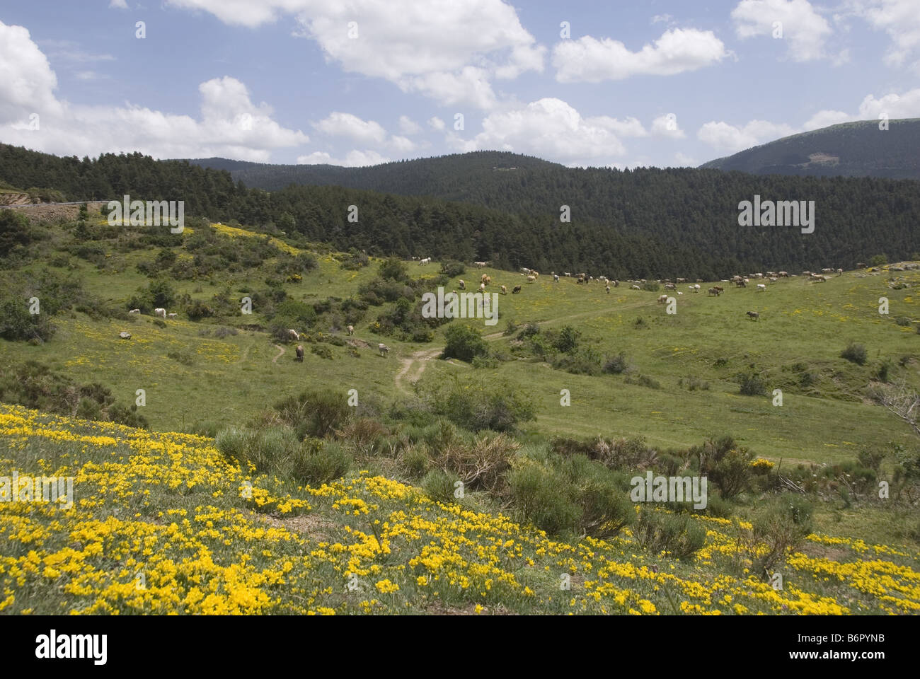 Collada hi-res stock photography and images - Alamy