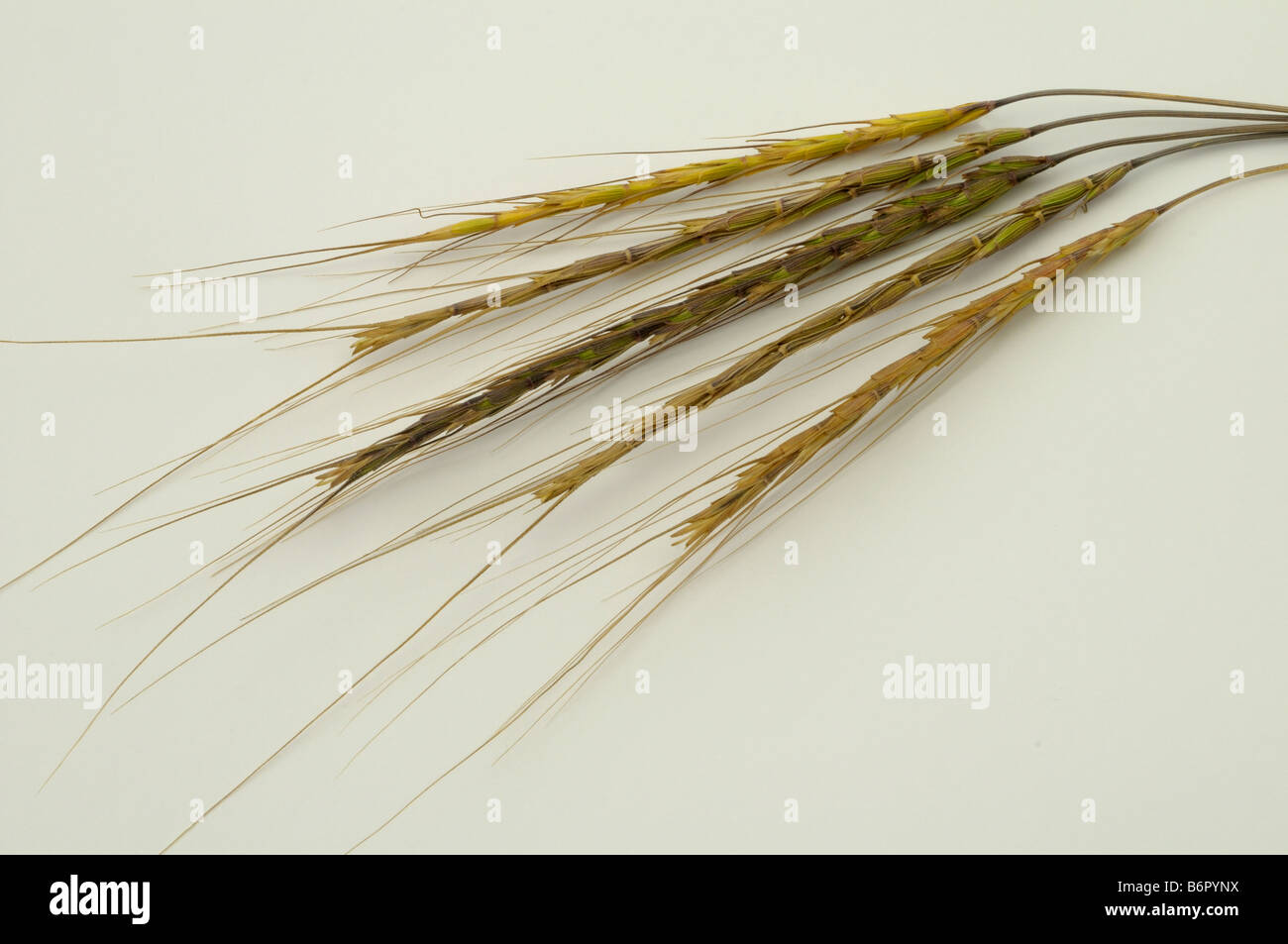 Goatgrass (Aegilops speltoides), ears, studio picture Stock Photo