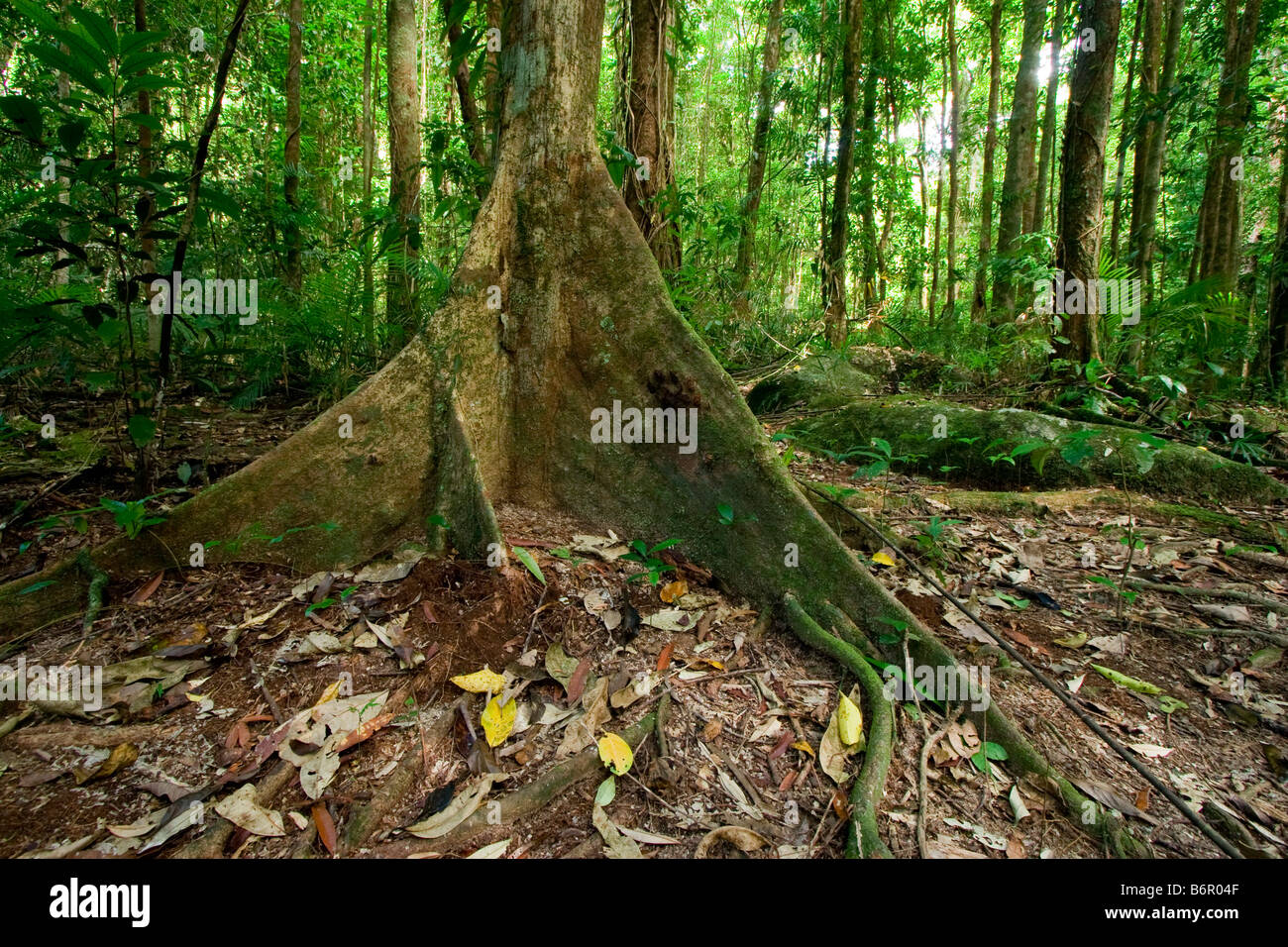 The large buttress roots of a rainforest tree in the Mossman Gorge ...