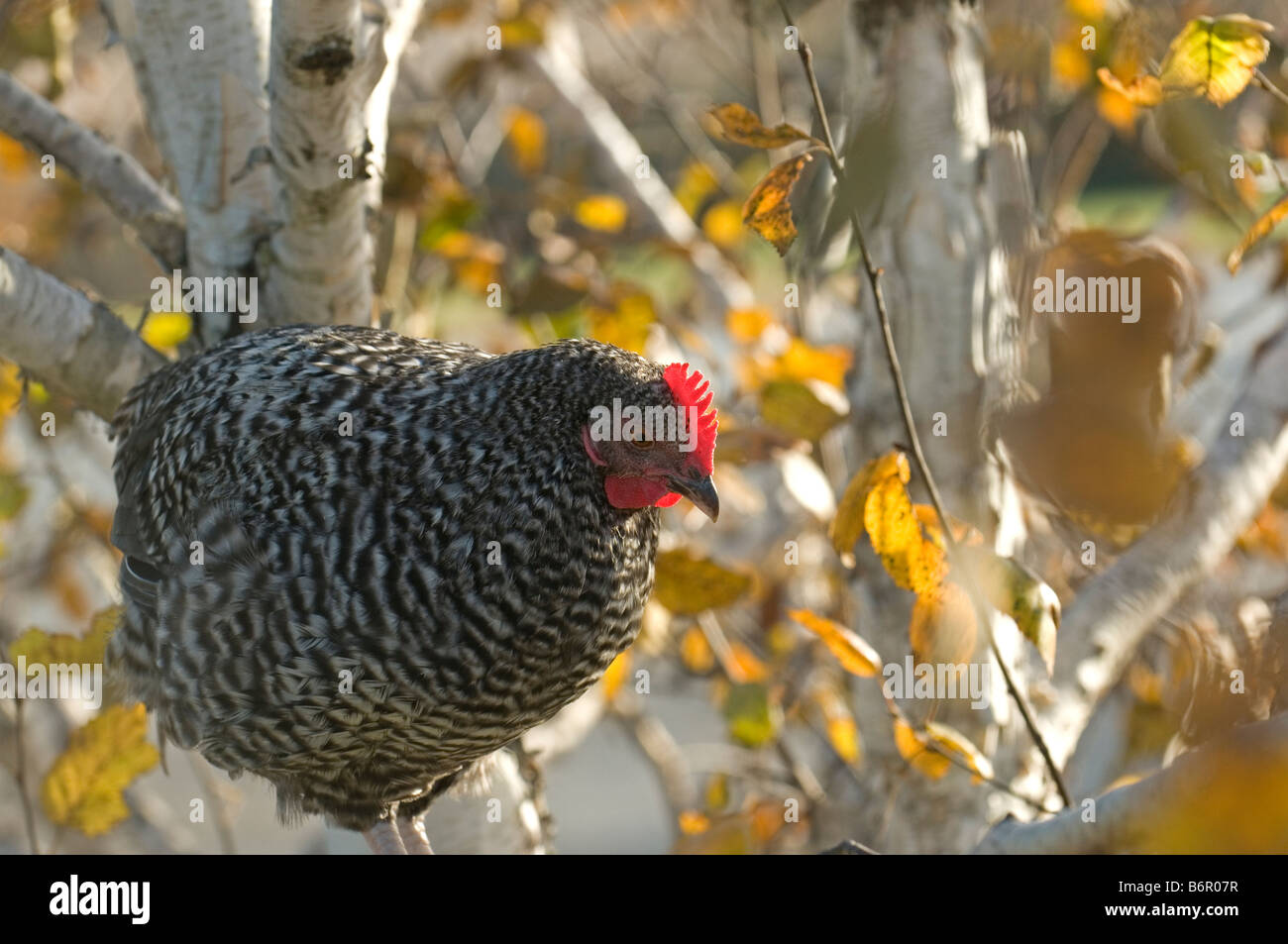 Chicken roosting in tree Stock Photo Alamy