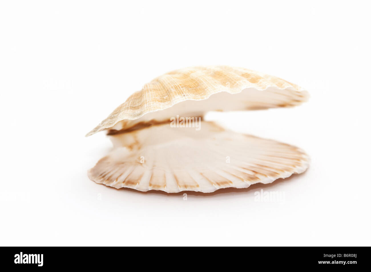 open seashell Stock Photo
