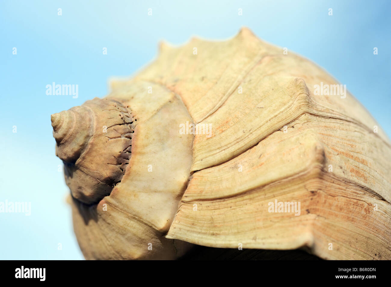 Mollusk shell Stock Photo