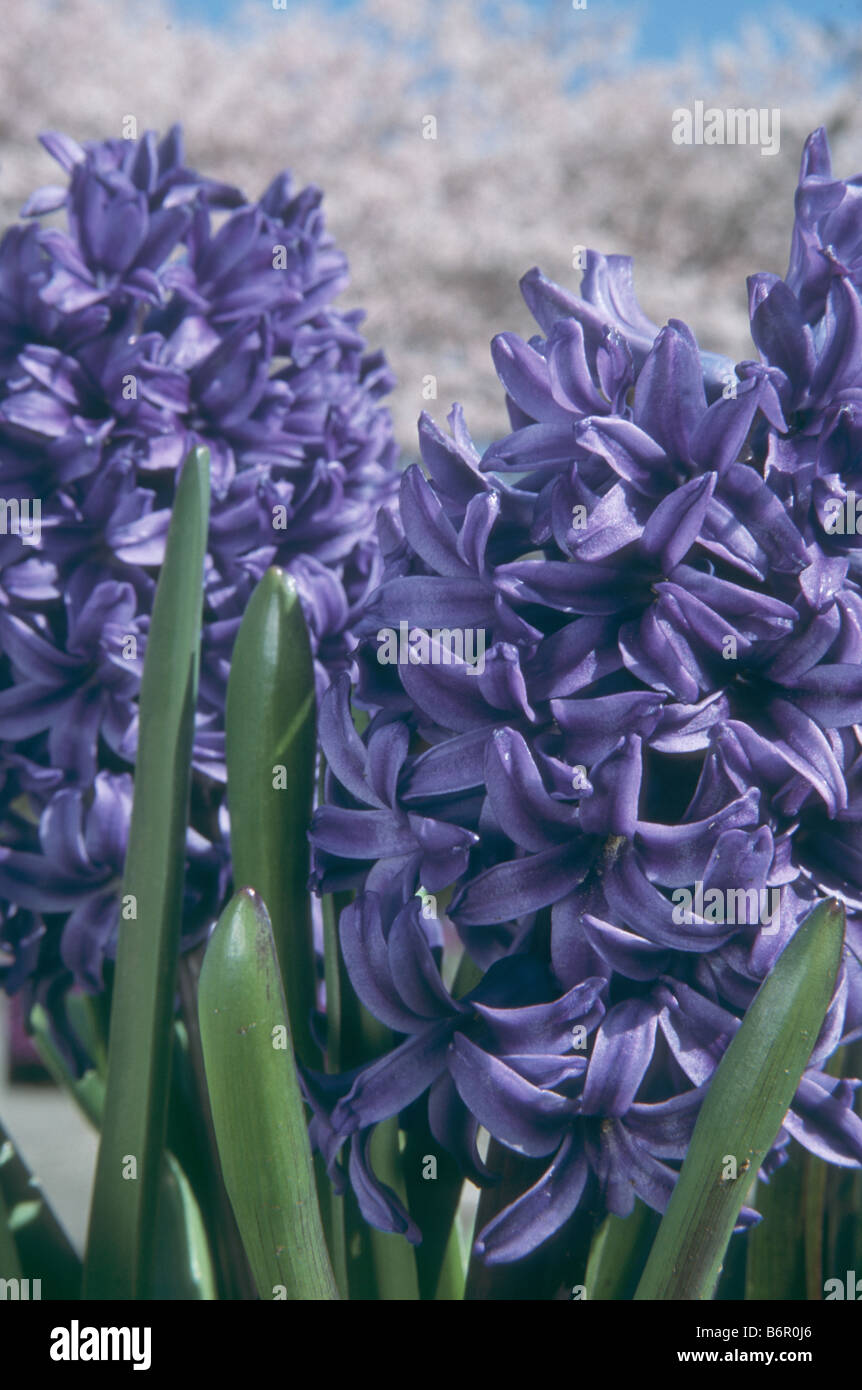 Hyacinth 'Delft Blue' in spring garden. Stock Photo