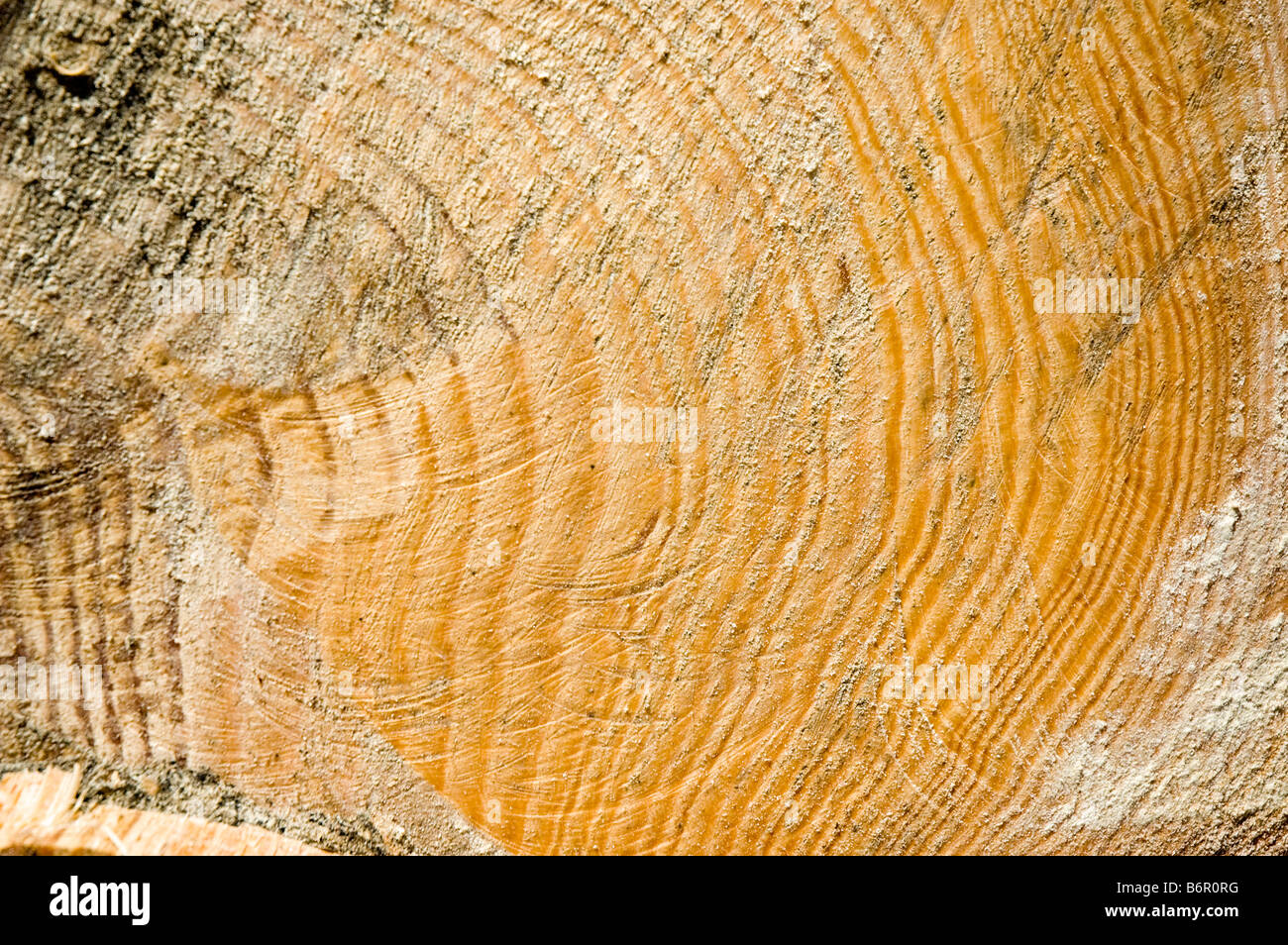 Chopped Tree Rings Thin rings hi-res stock photography and images - Alamy
