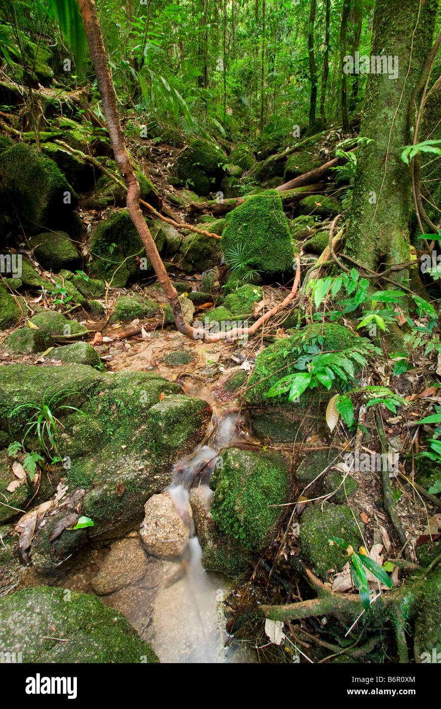 Thick vines and tropical green of the Daintree rainforest at Mossman