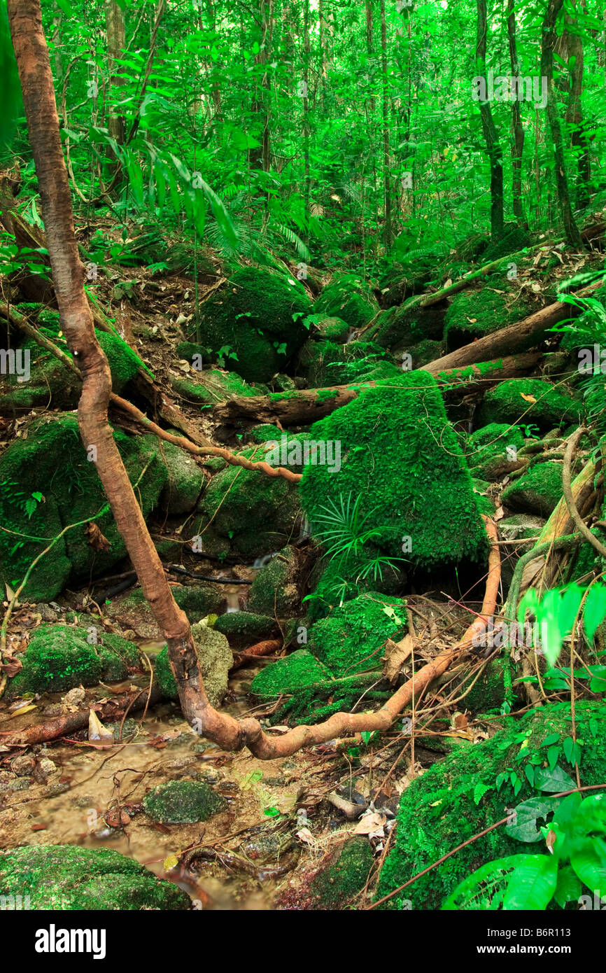 Thick vines and tropical green of the Daintree rainforest at Mossman
