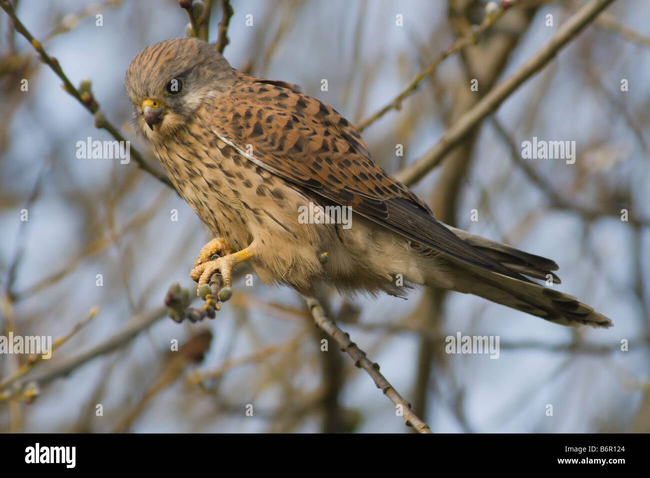Kestrel taken in South Norwood Country Park South East London Stock Photo