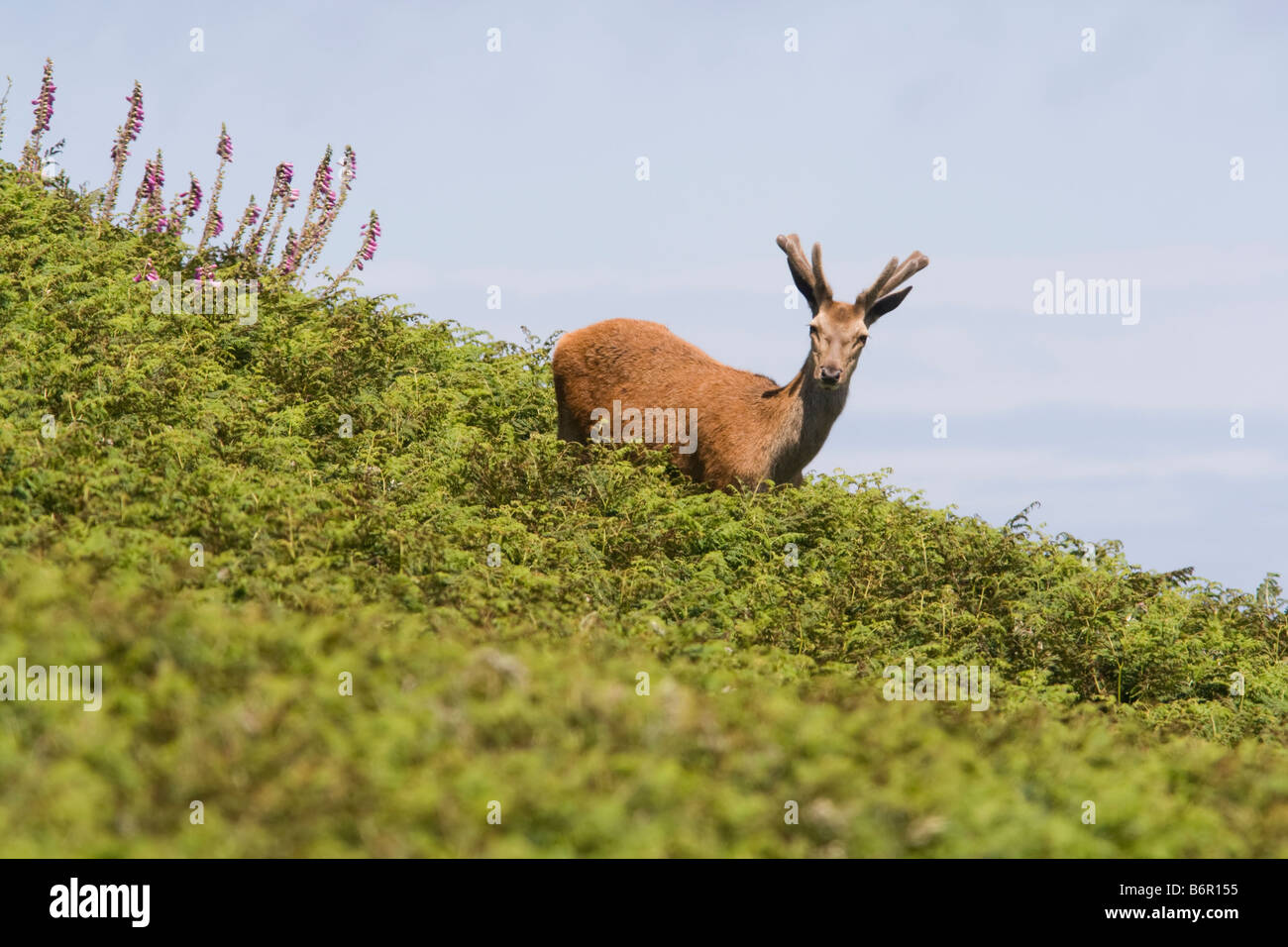 Red Deer on Ramsey Island South Wales Stock Photo
