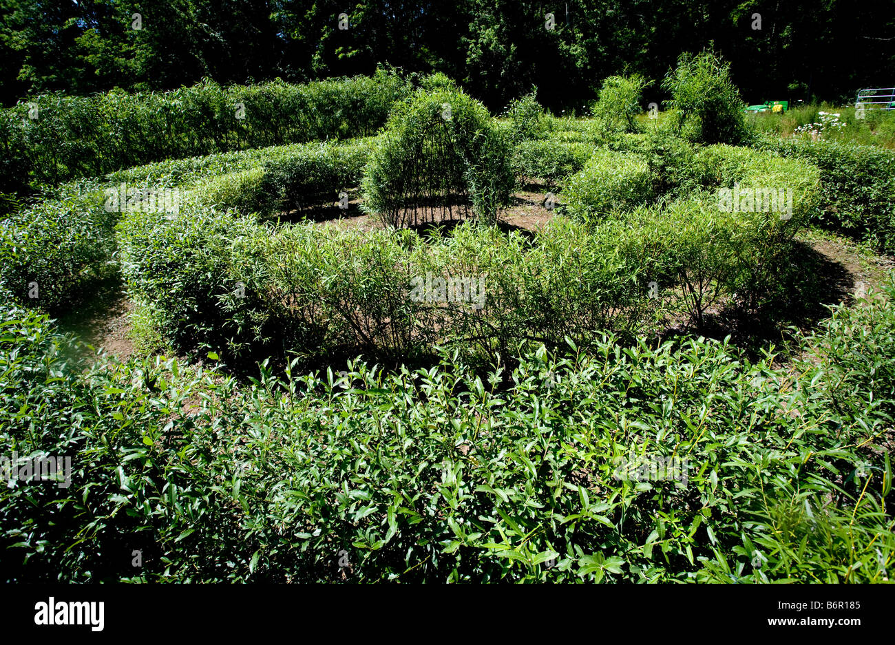 At the UConn Plant Science Research Farm in Storrs, A Willow Maze and dome Stock Photo