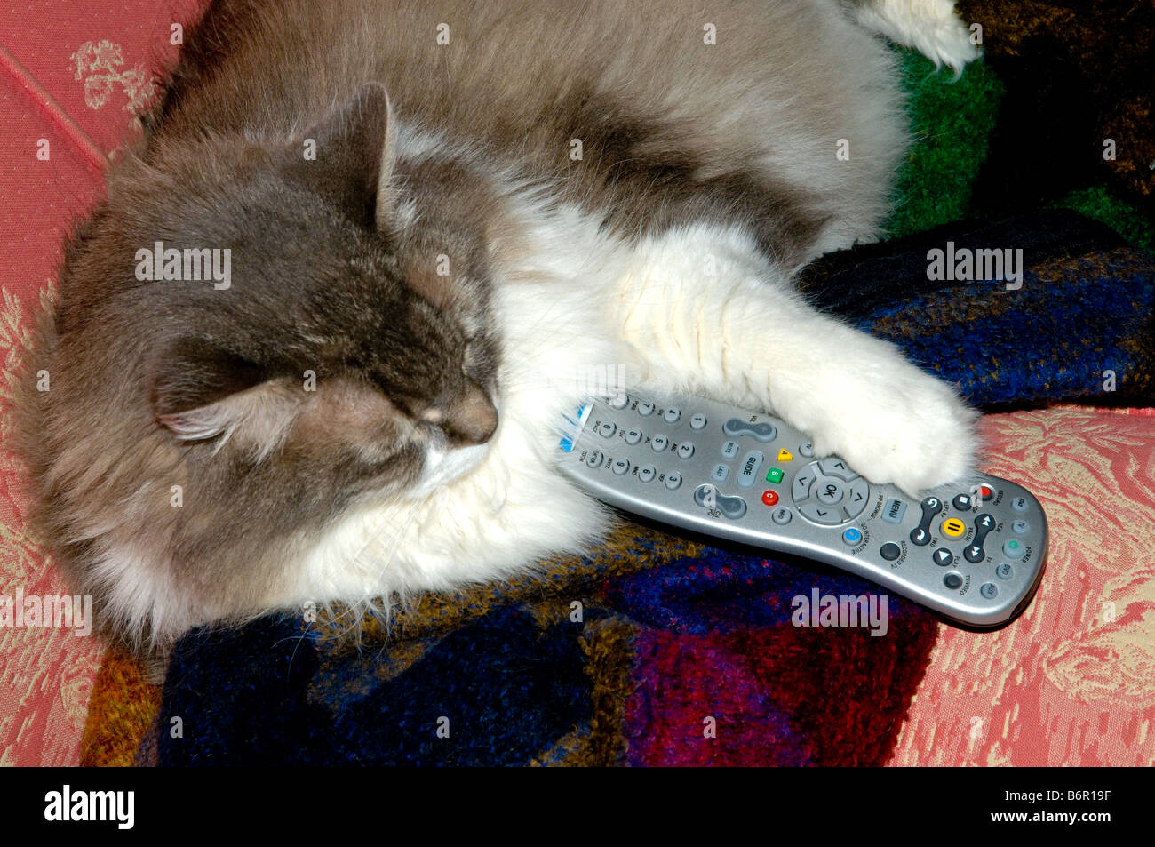 Couch potato cat with remote control for TV Stock Photo Alamy
