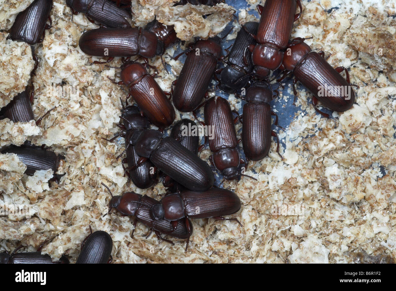 Meal Worm beetles Stock Photo Alamy