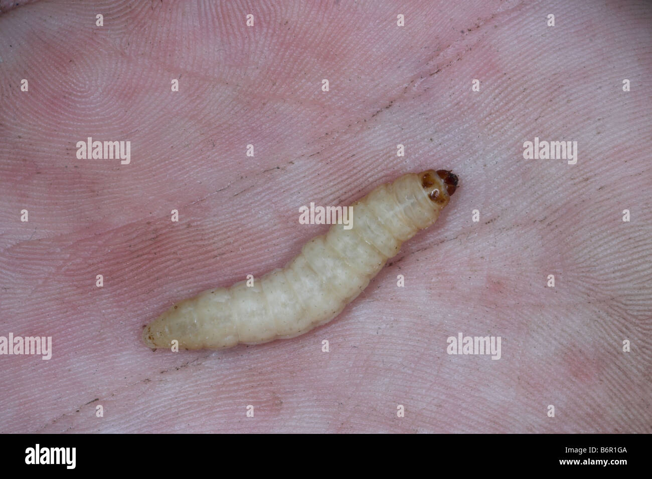download wax worms moth download wax worms moth