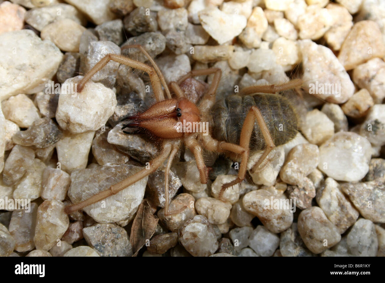 camel spider, wind scorpion, sun scorpion, sun spider (Solifuga spec.), on the ground, Namibia, Windhoek Stock Photo