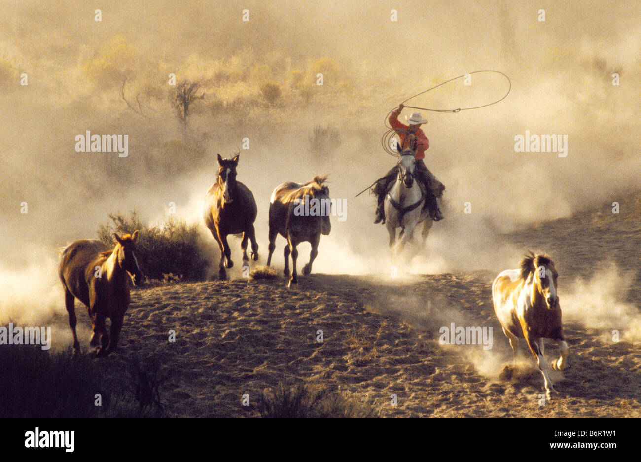 Cowboy on running horse hi-res stock photography and images - Alamy