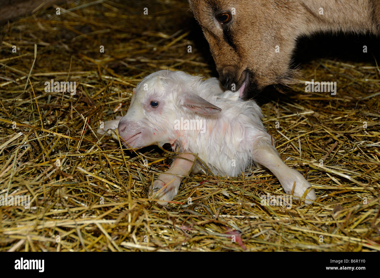 Stock photo of a newborn goat being licked clean by its mother Teh Pygmy goat had been crossed with a Saanen goat Stock Photo