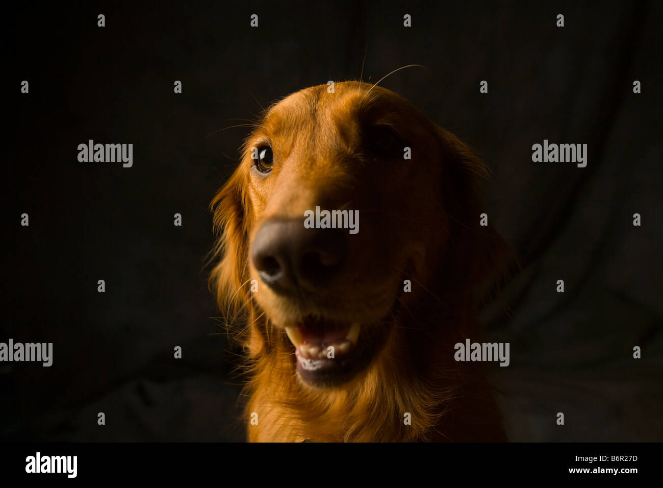 Golden Retriever portrait Stock Photo - Alamy