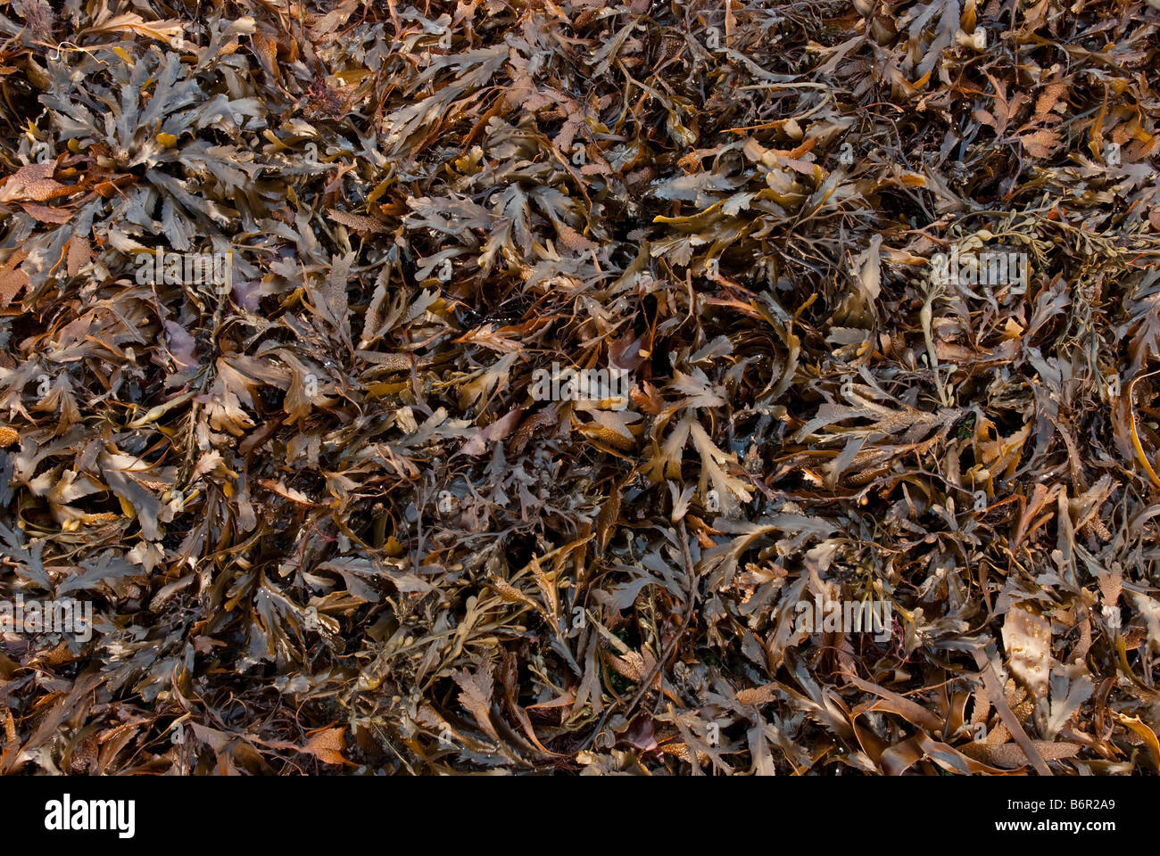 Brown Seaweeds Stock Photo