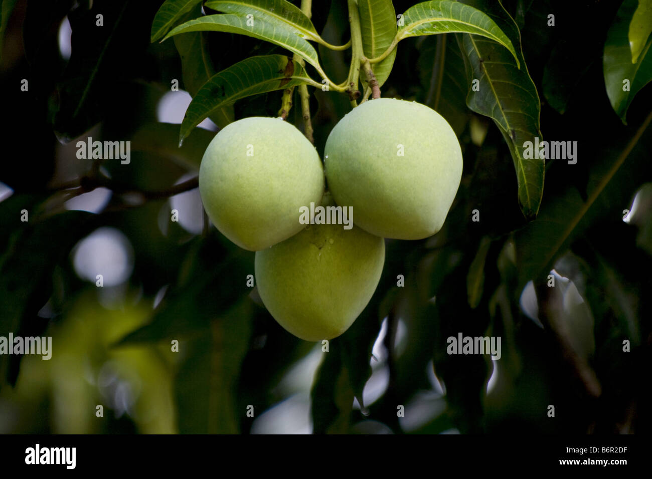 mango (Mangifera indica), ripe fruits on the tree, Kenya Stock Photo