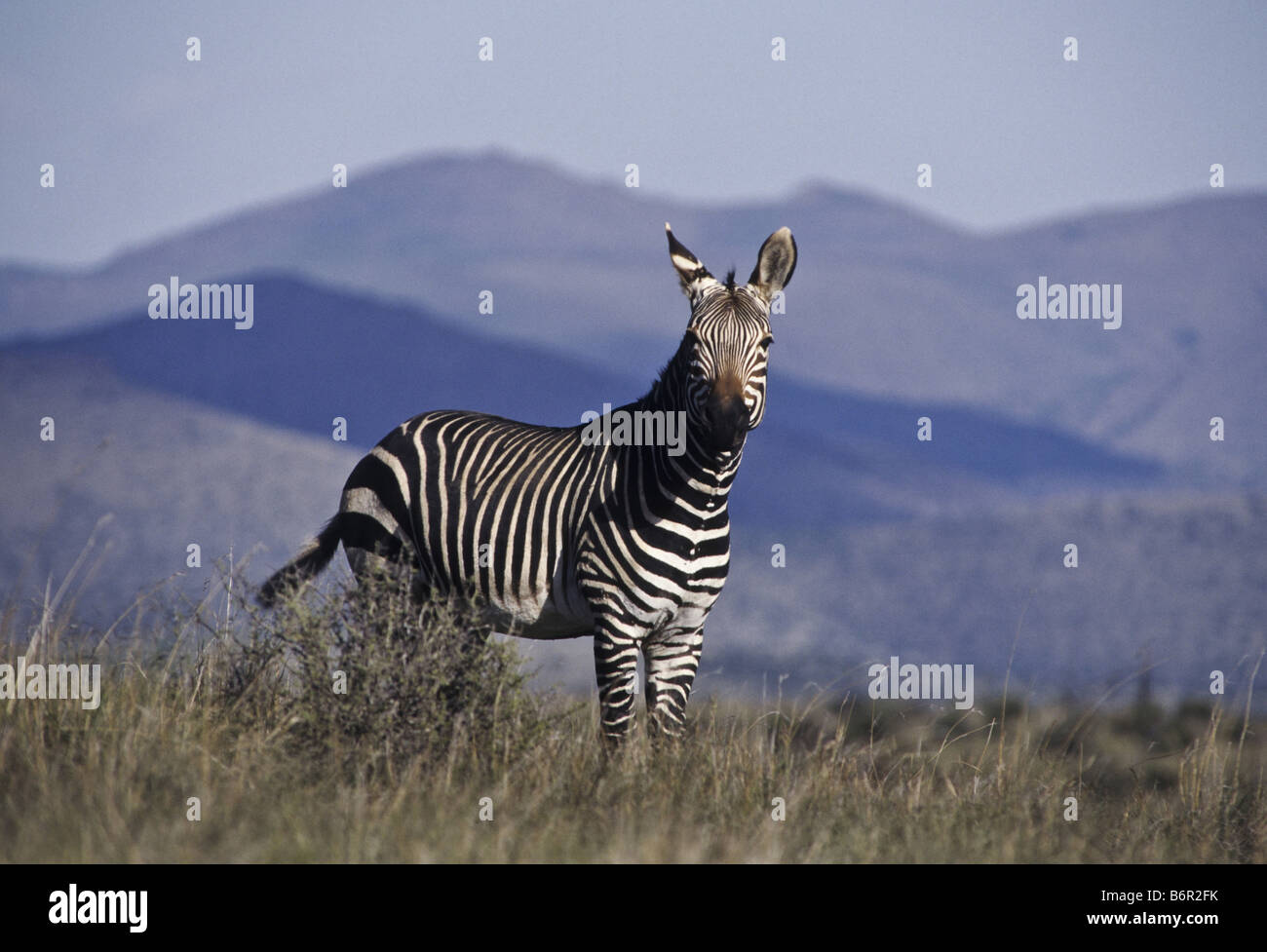 Cape Mountain Zebra, Mountain Zebra (Equus zebra zebra), stallion in