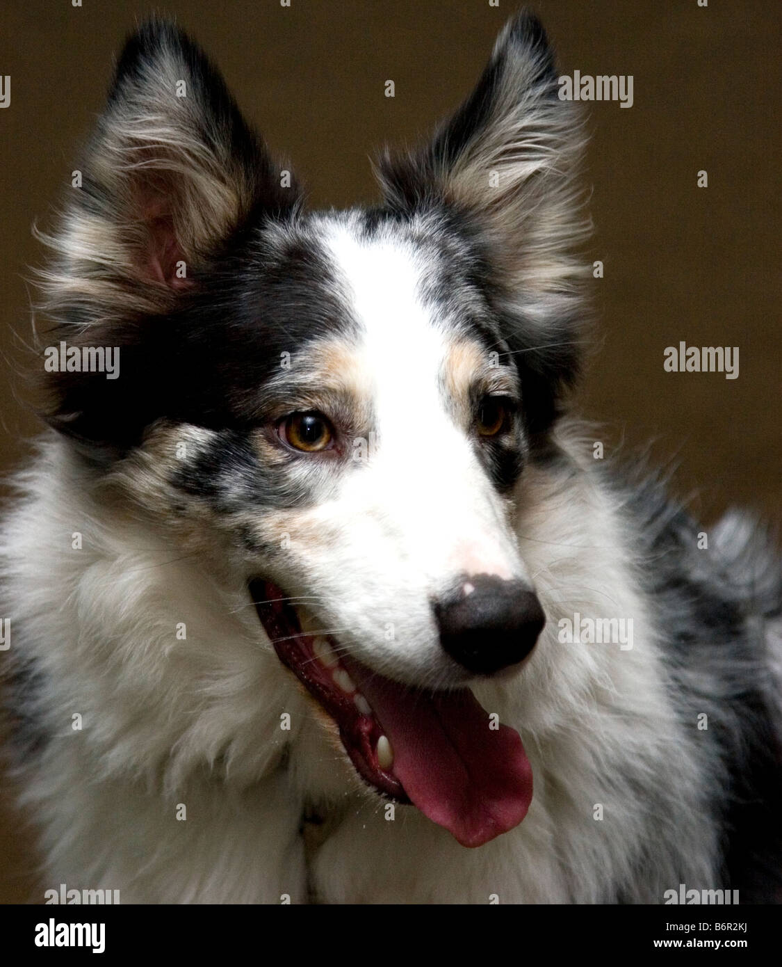 Australian shepherd dog portrait smiling Stock Photo