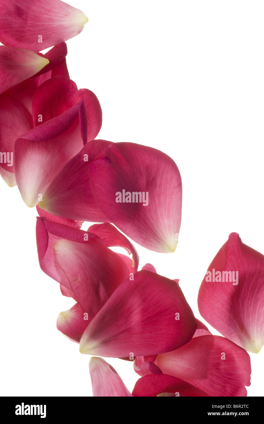 Pink garden rose petals isolated on white Stock Photo - Alamy