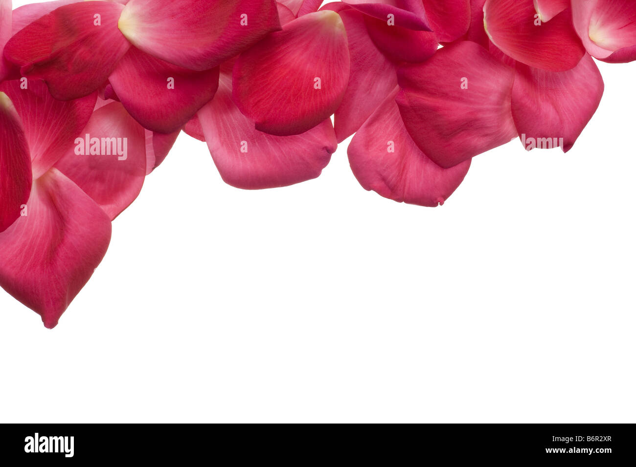 Pink garden rose petals isolated on white Stock Photo - Alamy
