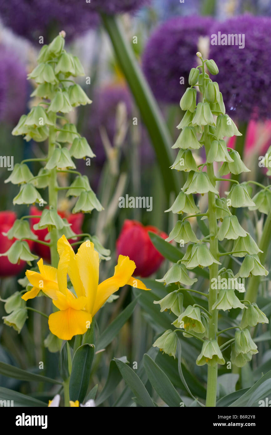 Fritillaria Persica 'Ivory Bells' Stock Photo