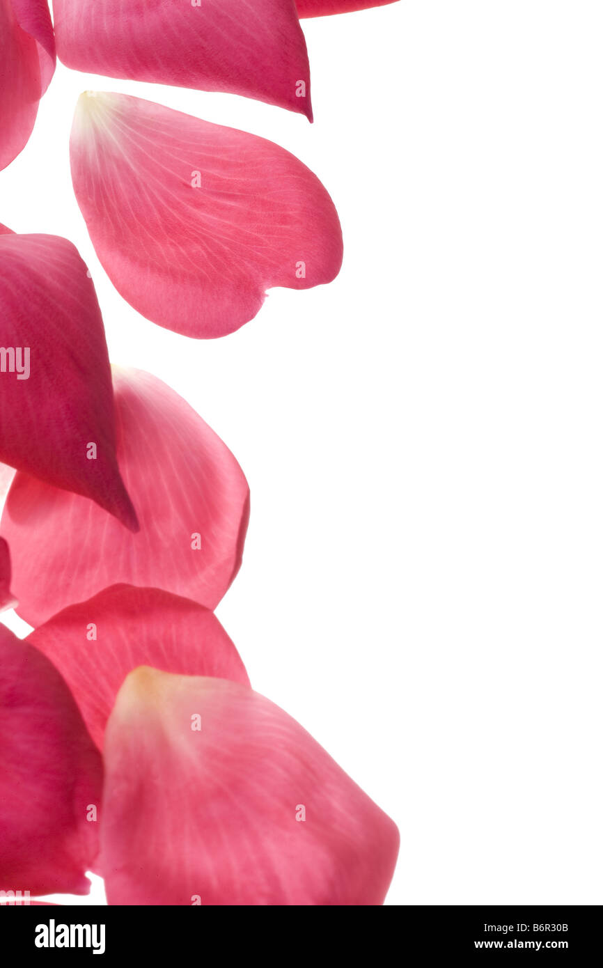 Pink garden rose petals isolated on white Stock Photo - Alamy