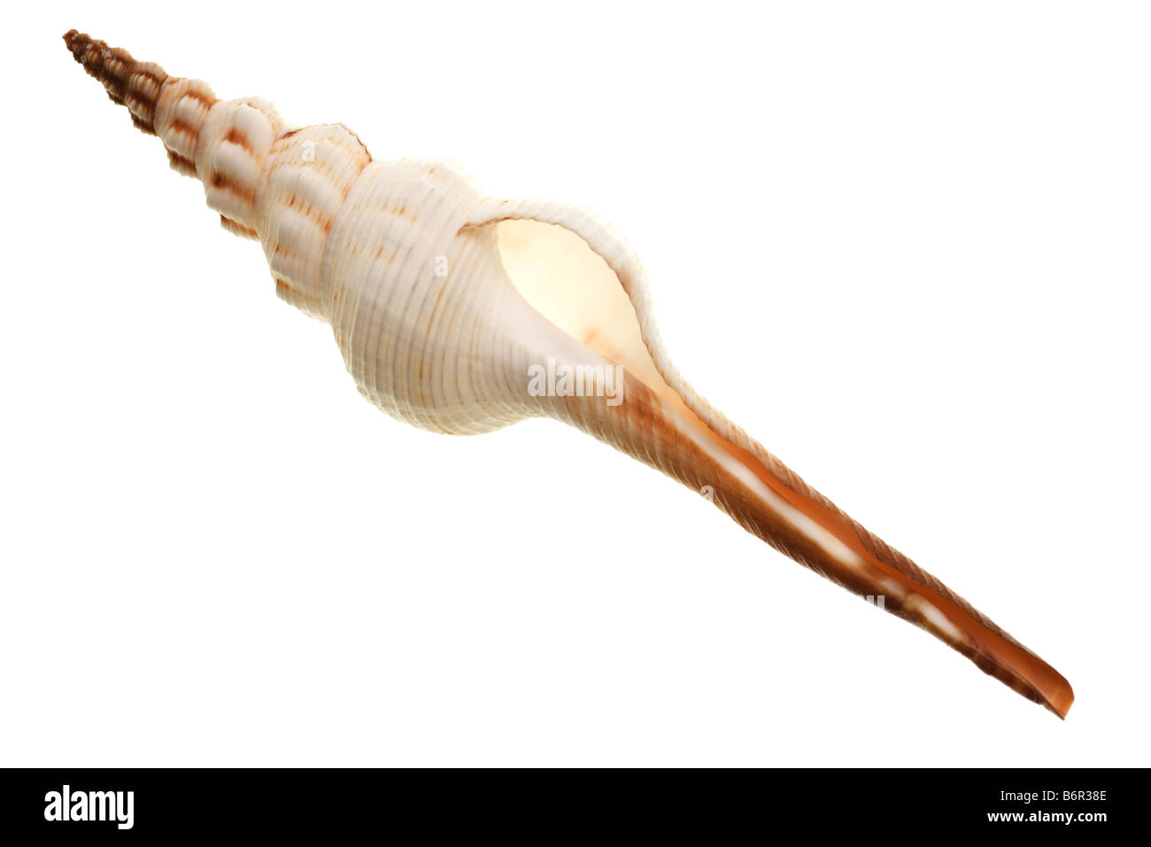 Seashell isolated on white background Stock Photo - Alamy