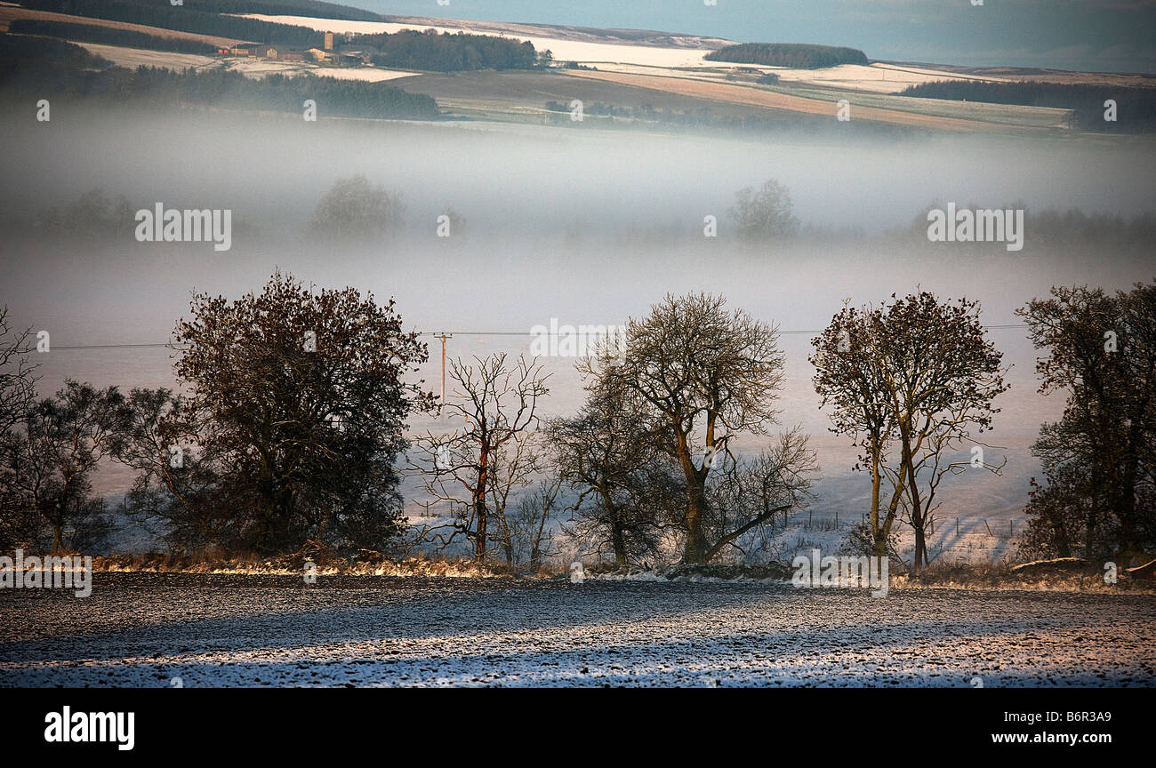 Trees in mist.Scottish borders Stock Photo Alamy