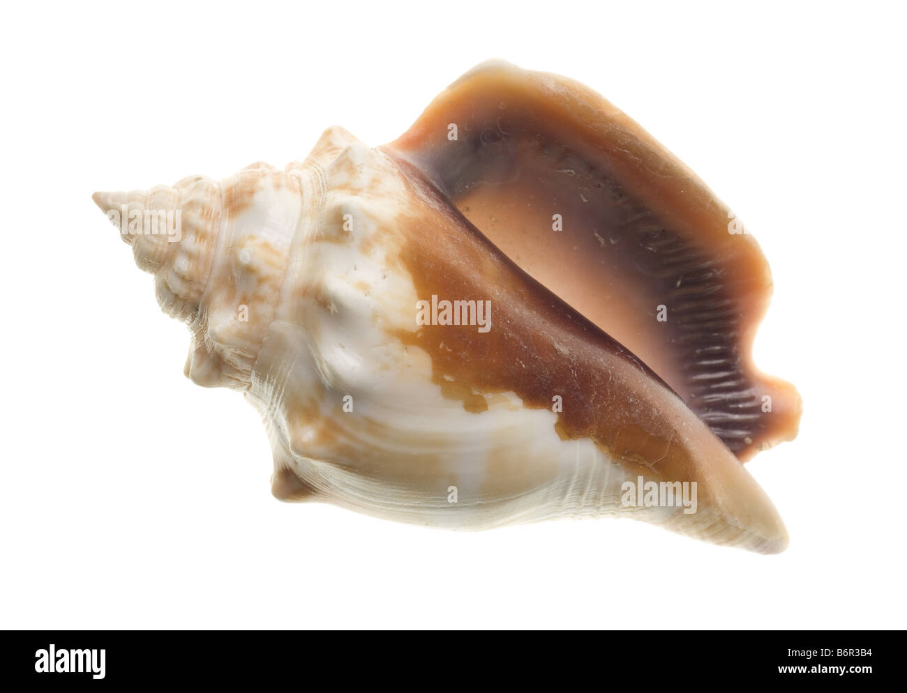 Seashell isolated on white background Stock Photo - Alamy