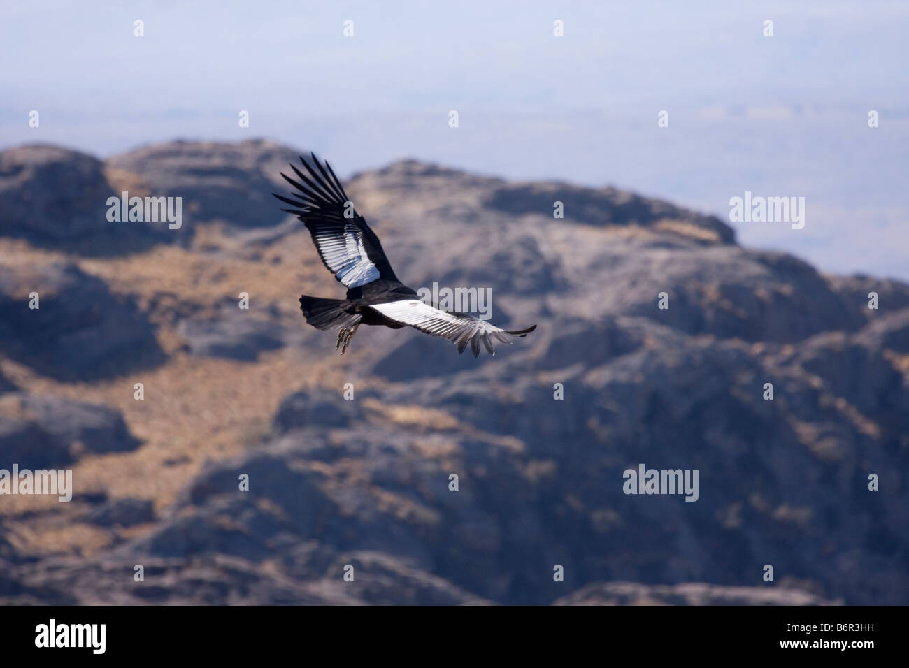 Andean Condor Overflying Quebrada del Condorito Stock Photo