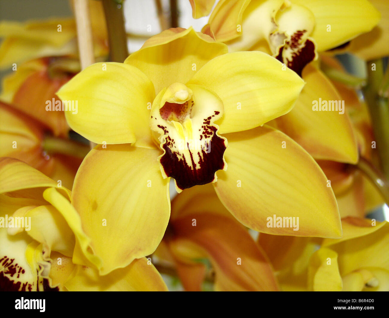 Orchid Cymbidium 'Cooksbridge' Stock Photo