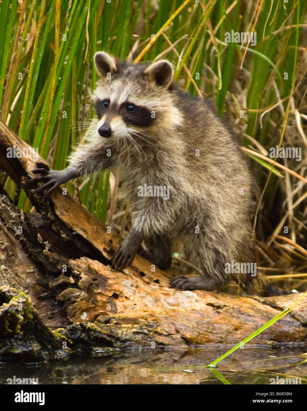 Fallen Racoon A raccoon playing on a fallen log - controlled conditions Stock Photo ...