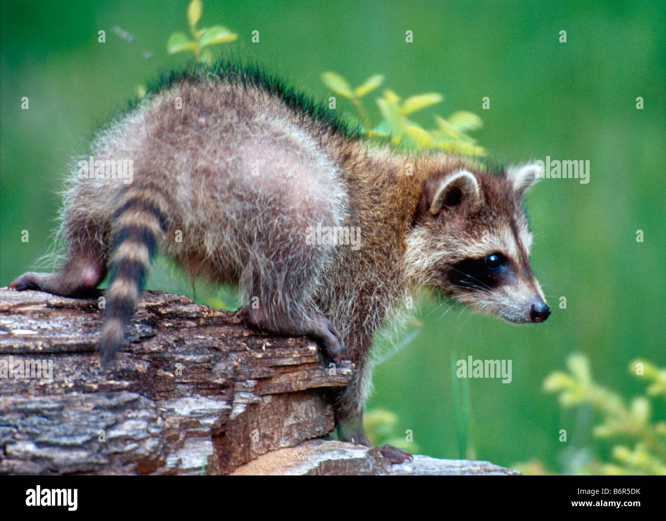 Fallen Racoon A young raccoon playing on a fallen log - controlled conditions Stock ...
