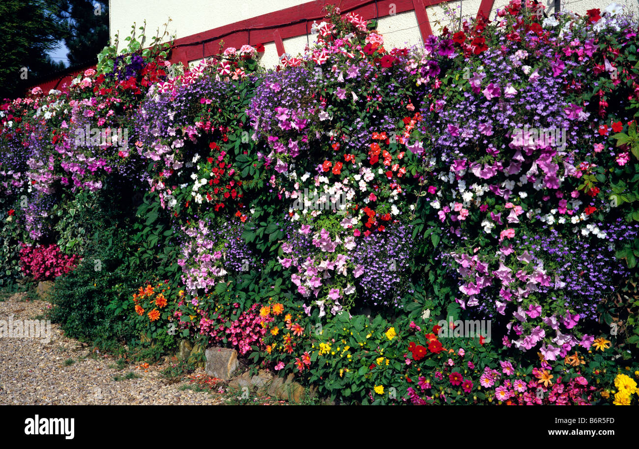 Wall of flowers in containers and summer sunshine Stock Photo Alamy
