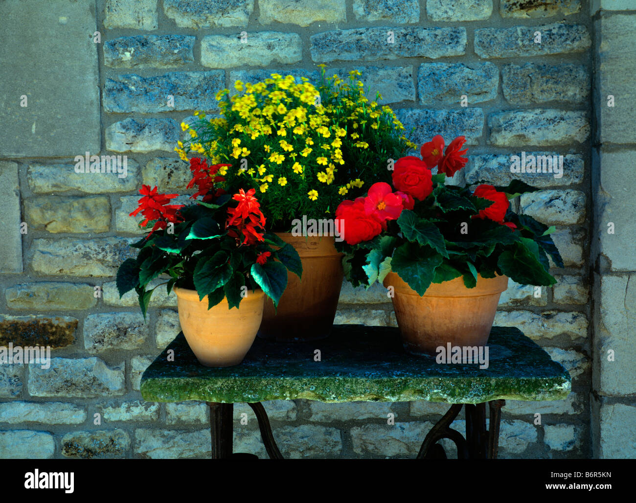 Red and yellow bedding in terracotta pots Stock Photo