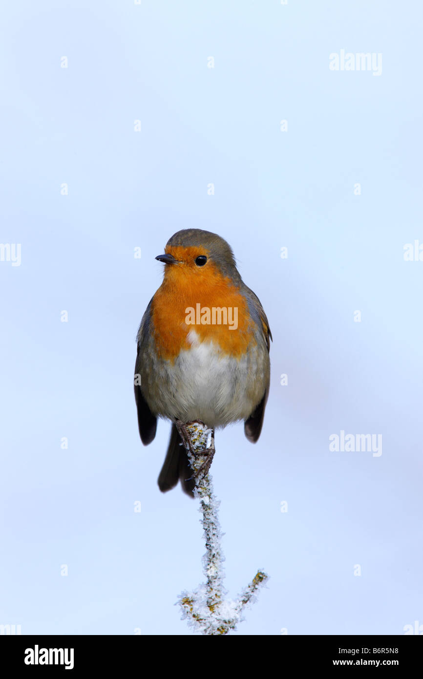Robin Erithacus rubecula perched on frosty twig Potton Bedfordshire Stock Photo
