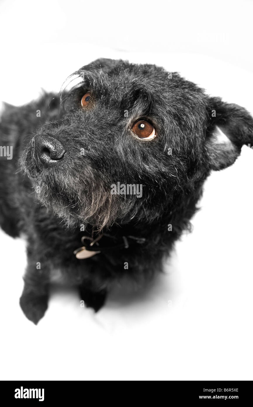 patterdale terrier Stock Photo