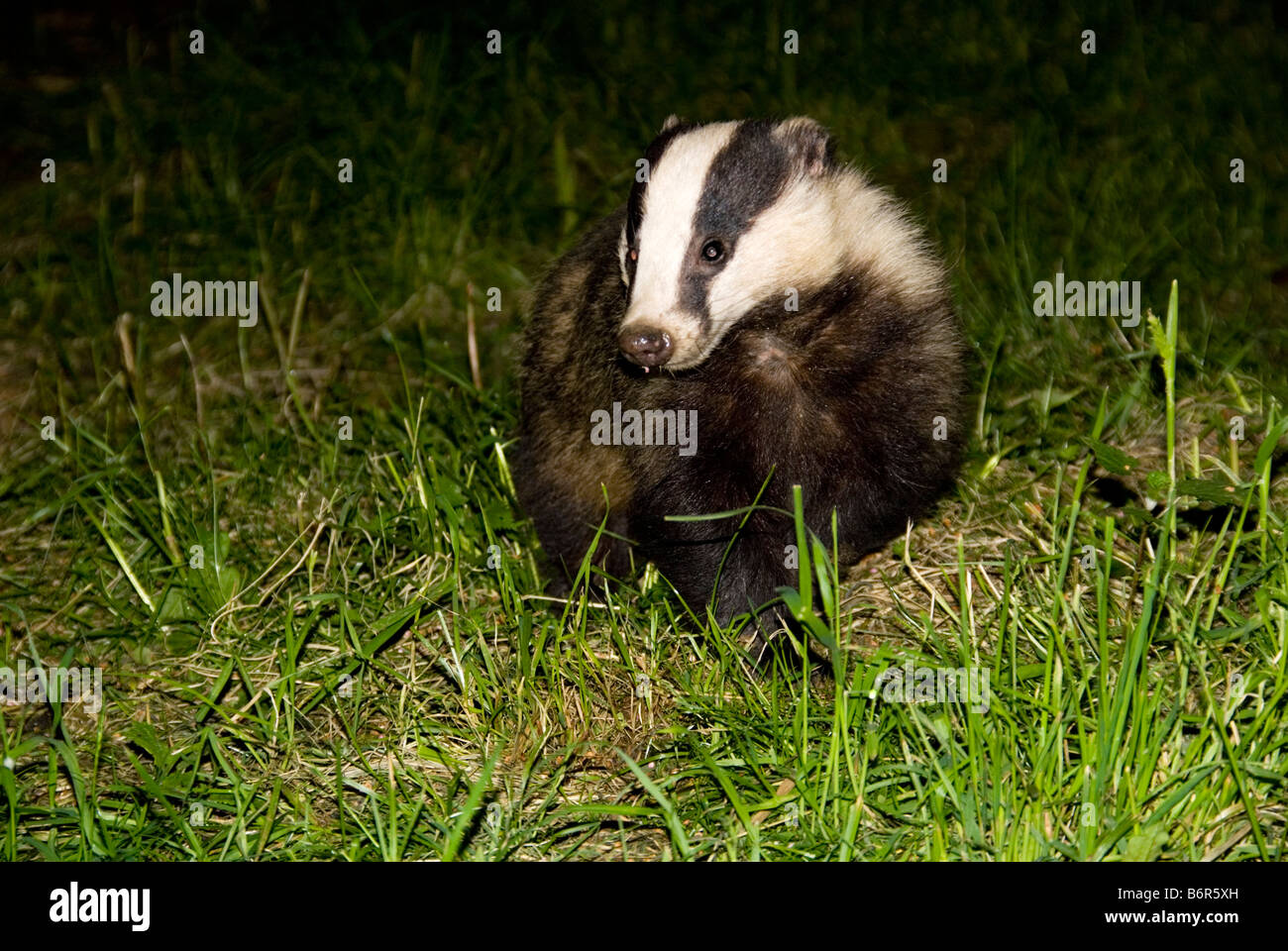 Uk badgers at night hi-res stock photography and images - Page 2 - Alamy