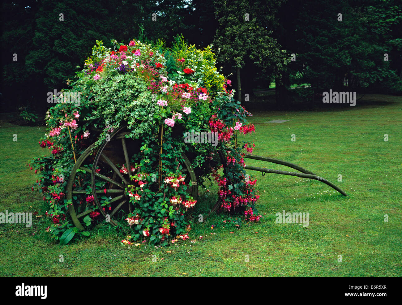 Fuchsia flowering planted pony cart on a garden lawn Stock Photo