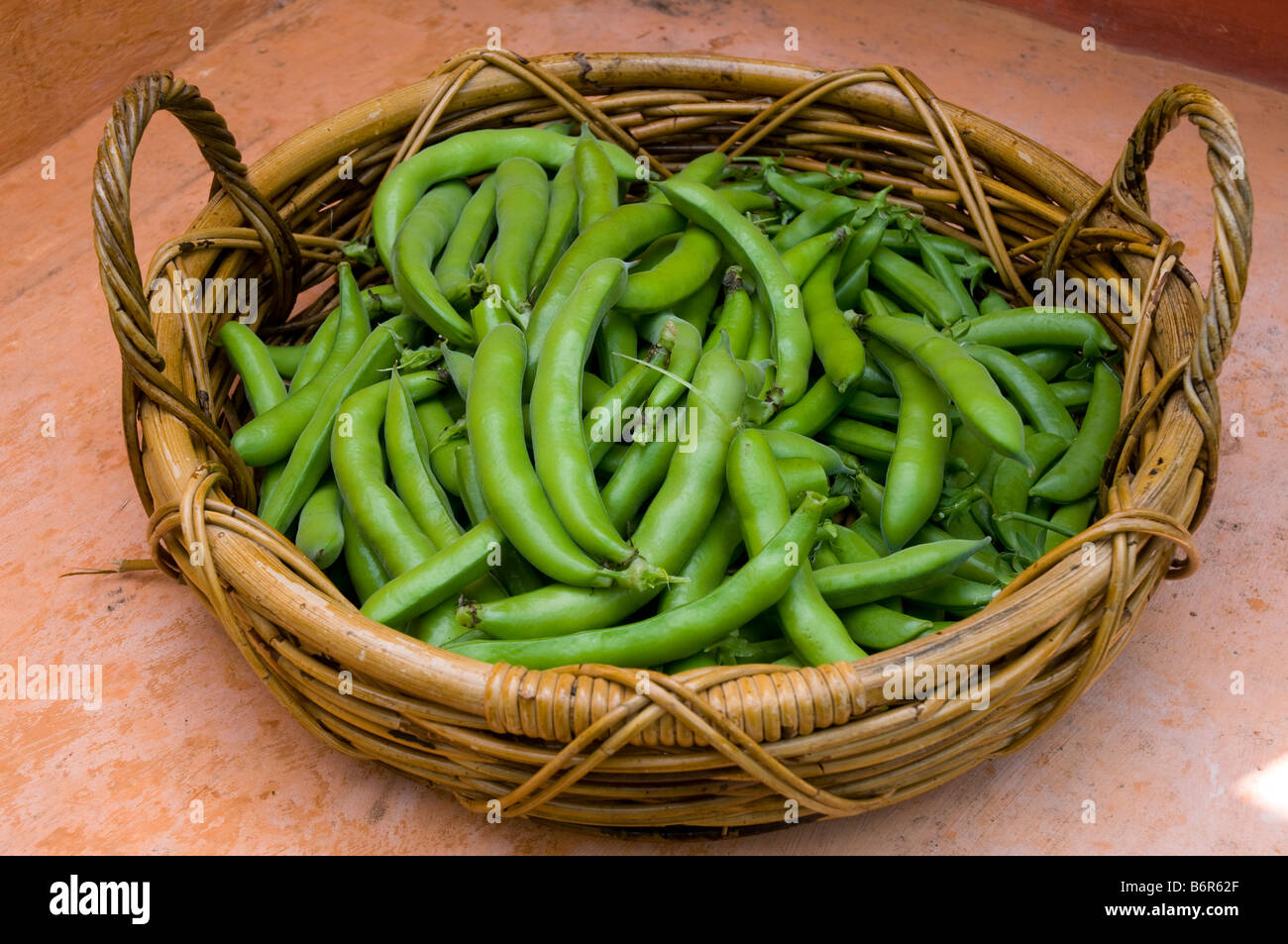 Freshly picked young broad beans in basket Stock Photo