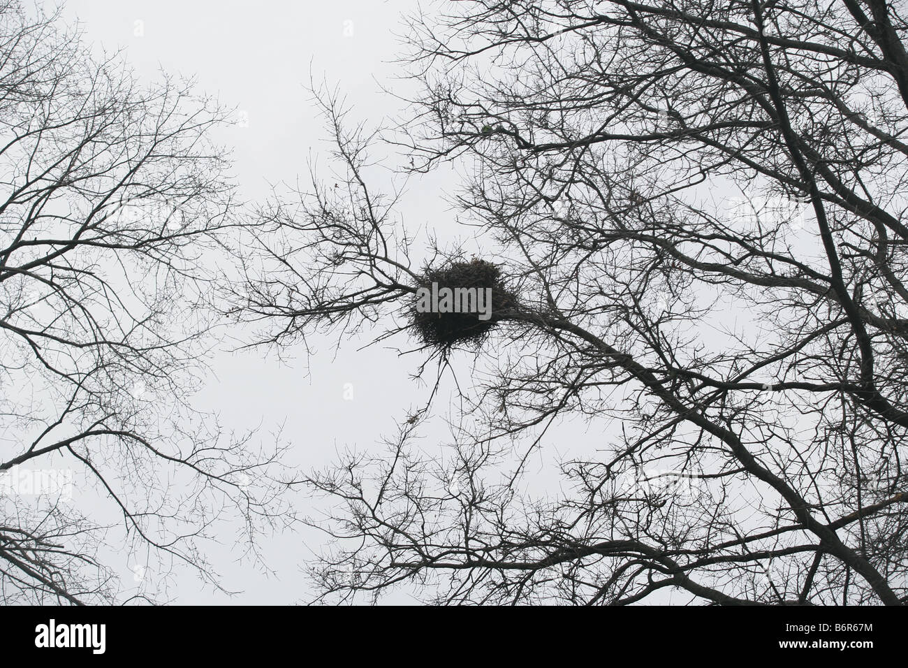 Squirrel nest hires stock photography and images Alamy