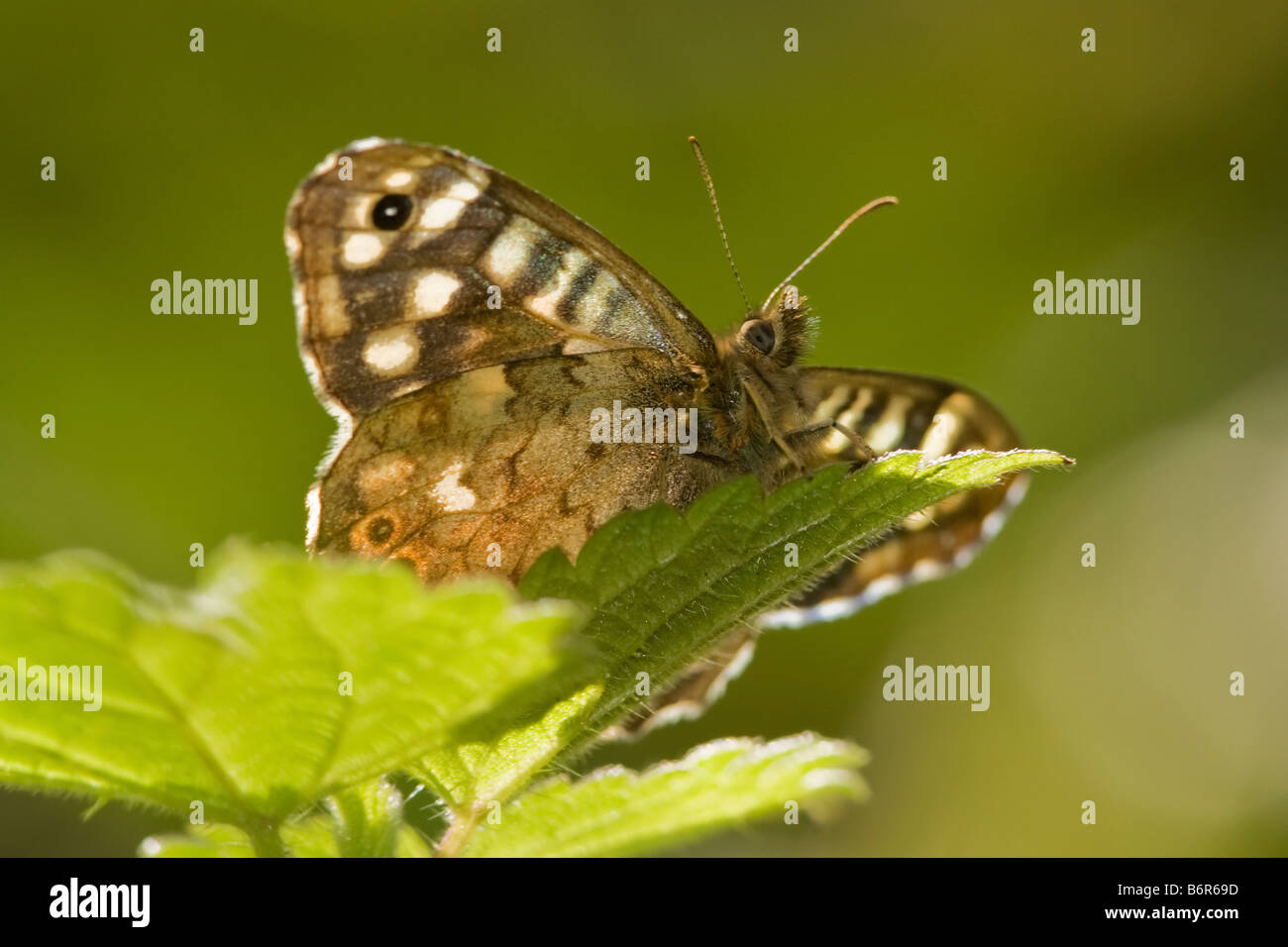 Speckled Wood butterfly in South Norwood Country Park Stock Photo