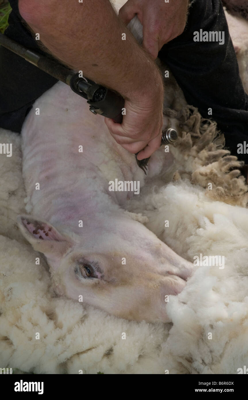 Australian shearer shearing sheep Stock Photo