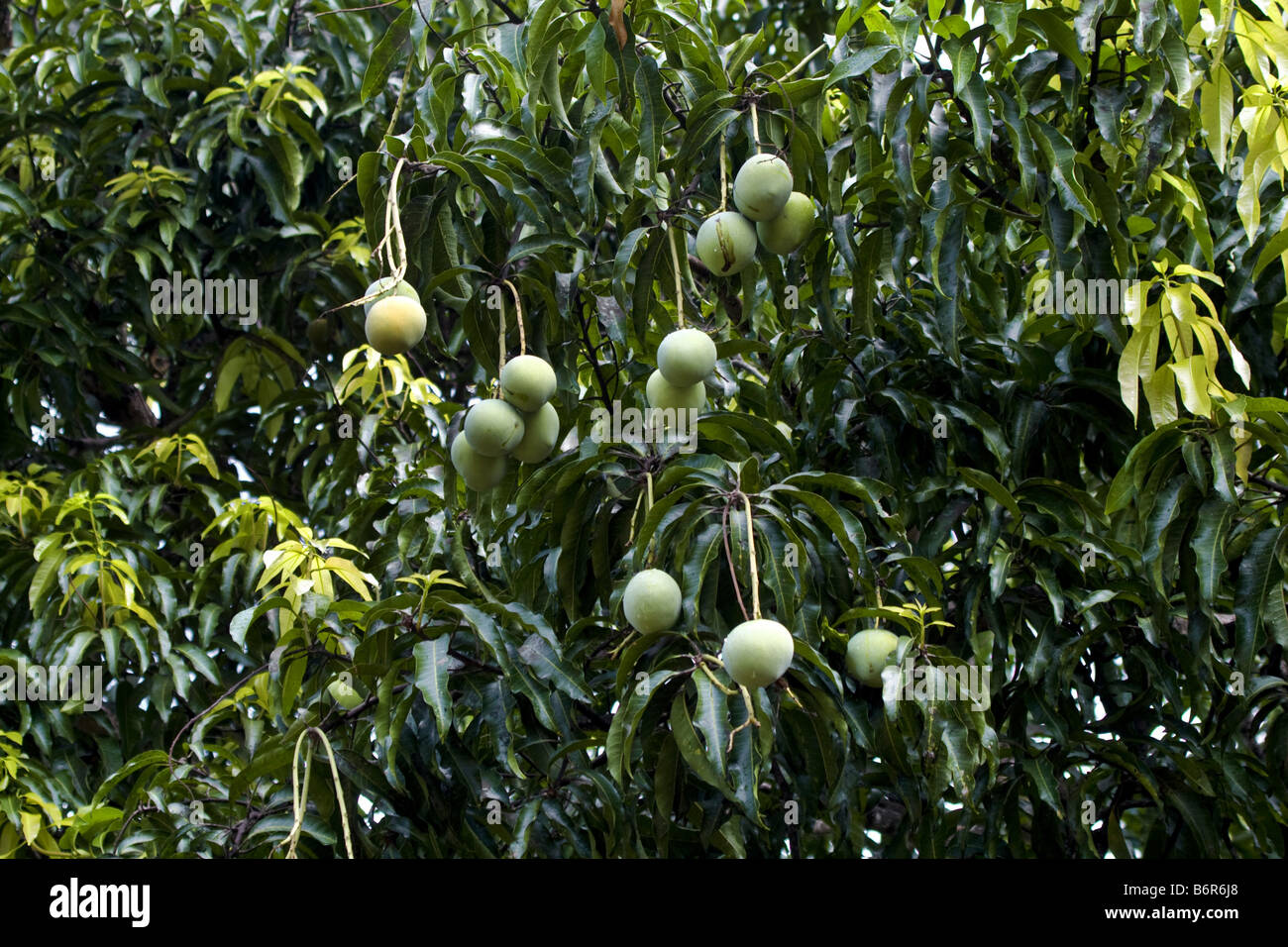mango (Mangifera indica), ripe fruits on the tree, Kenya Stock Photo
