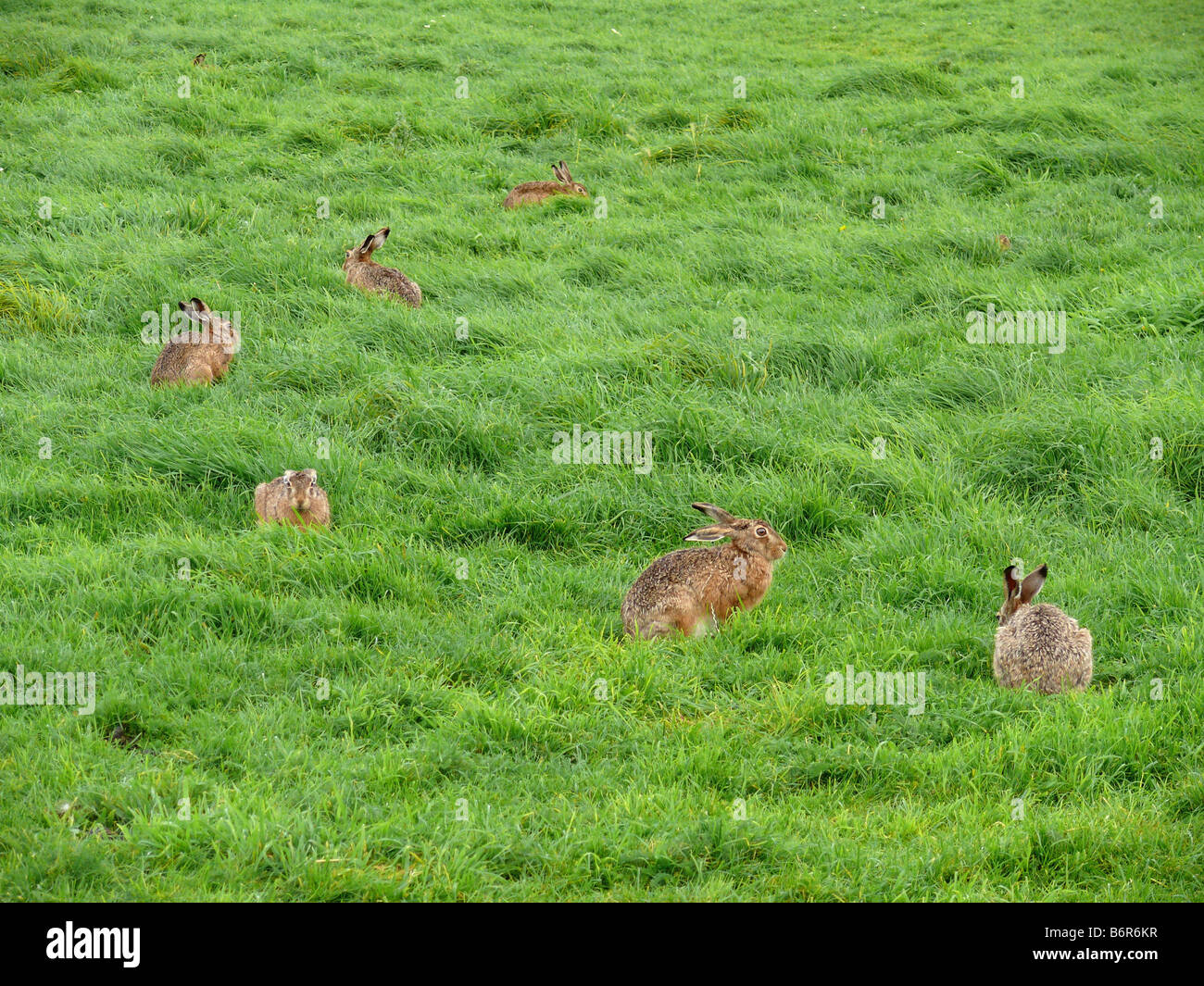 hare sixes