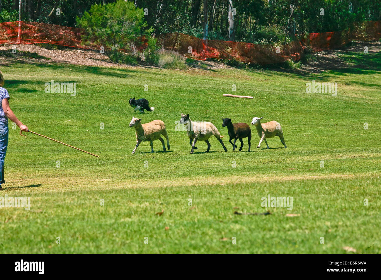 Sheep dog herding sheep being directed by shepherd at the San Diego