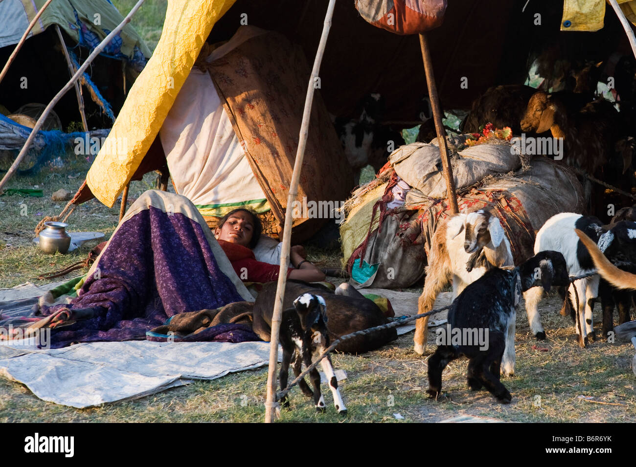 Very poor nomadic indian woman and goats outside their tent in the rural indian countryside at daybreak in morning sunlight. Andhra Pradesh, India Stock Photo